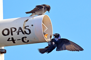 Purple Martin
